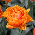 Tulipany o pomarańczowych kwiatach