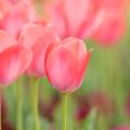 Tulipany o różowych kwiatach