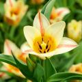 Tulipany botaniczne