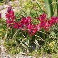 Tulipany od A do Z
