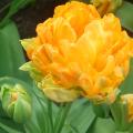 Tulipany pełne