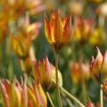 Tulipany wczesne