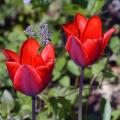 Tulipany pojedyncze