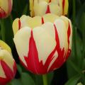 Tulipany późne