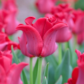 Tulipany koronowe
