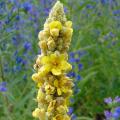 Dziewanny - Verbascum