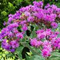 Wernonie - Vernonia