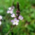 Werbeny - Verbena