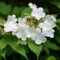 Kaliny - Viburnum