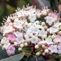 Kalina wawrzynowata - Viburnum