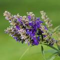 Niepokalanki - Vitex