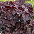 Byliny o ciemnym, czarnym lub purpurowym ulistnieniu