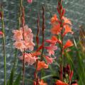 Watsonie - Watsonia