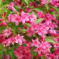 Krzewuszki - Weigela