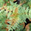Żółtodrzewy - Zanthoxylum