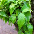 Brzostownice - Zelkova