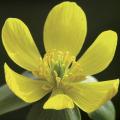 Ranniki - Eranthis