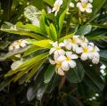 Plumerie - Plumeria