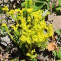 Nasiona rozchodnika - Sedum