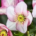 Ciemierniki lempera - Helleborus