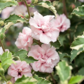 Hibiskusy różowe