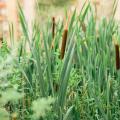 Pałki - Typha