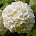 Kalina koralowa śnieżna kula - Viburnum